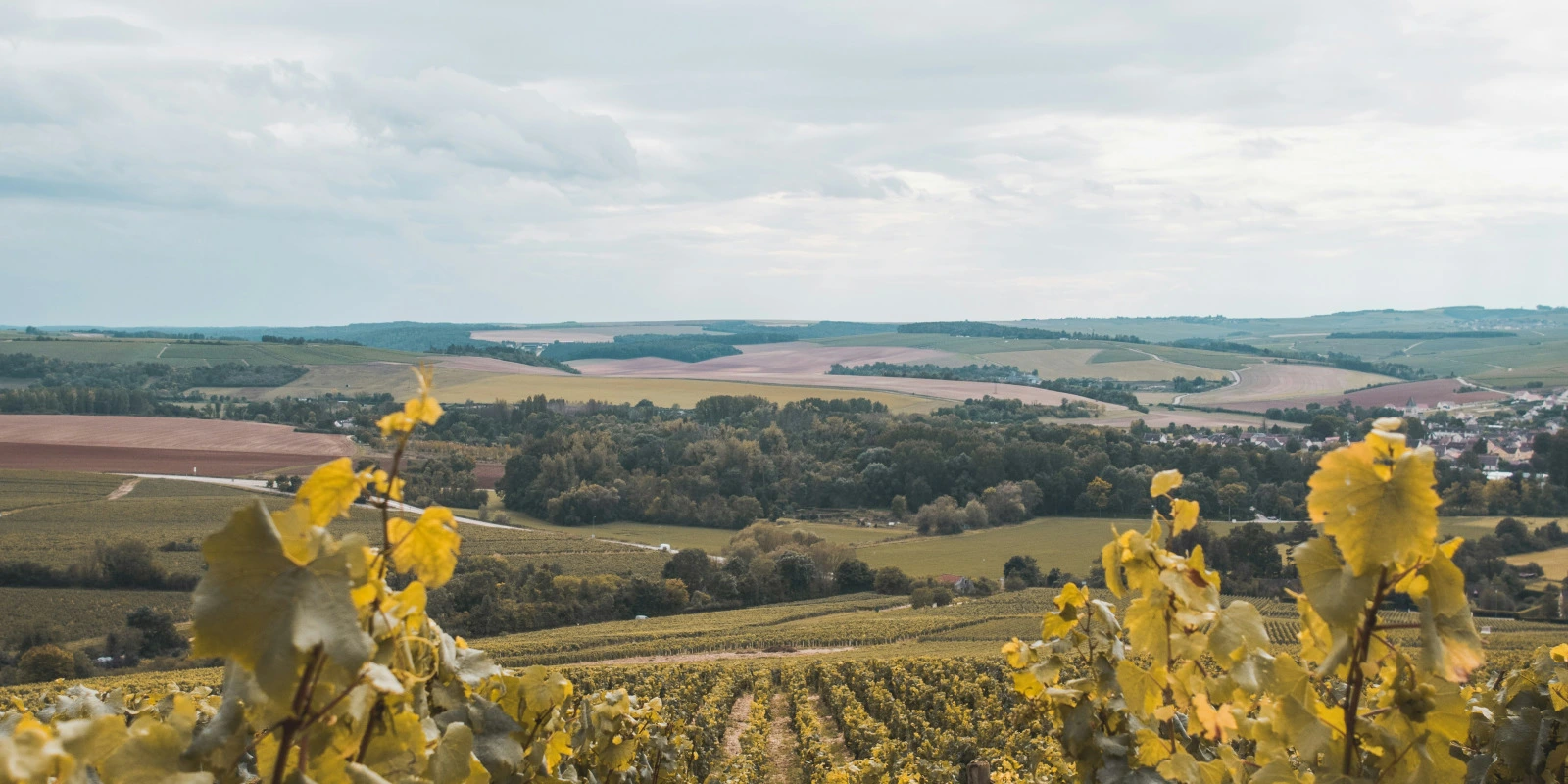 Meilleures Universités pour Licences Histoire en France